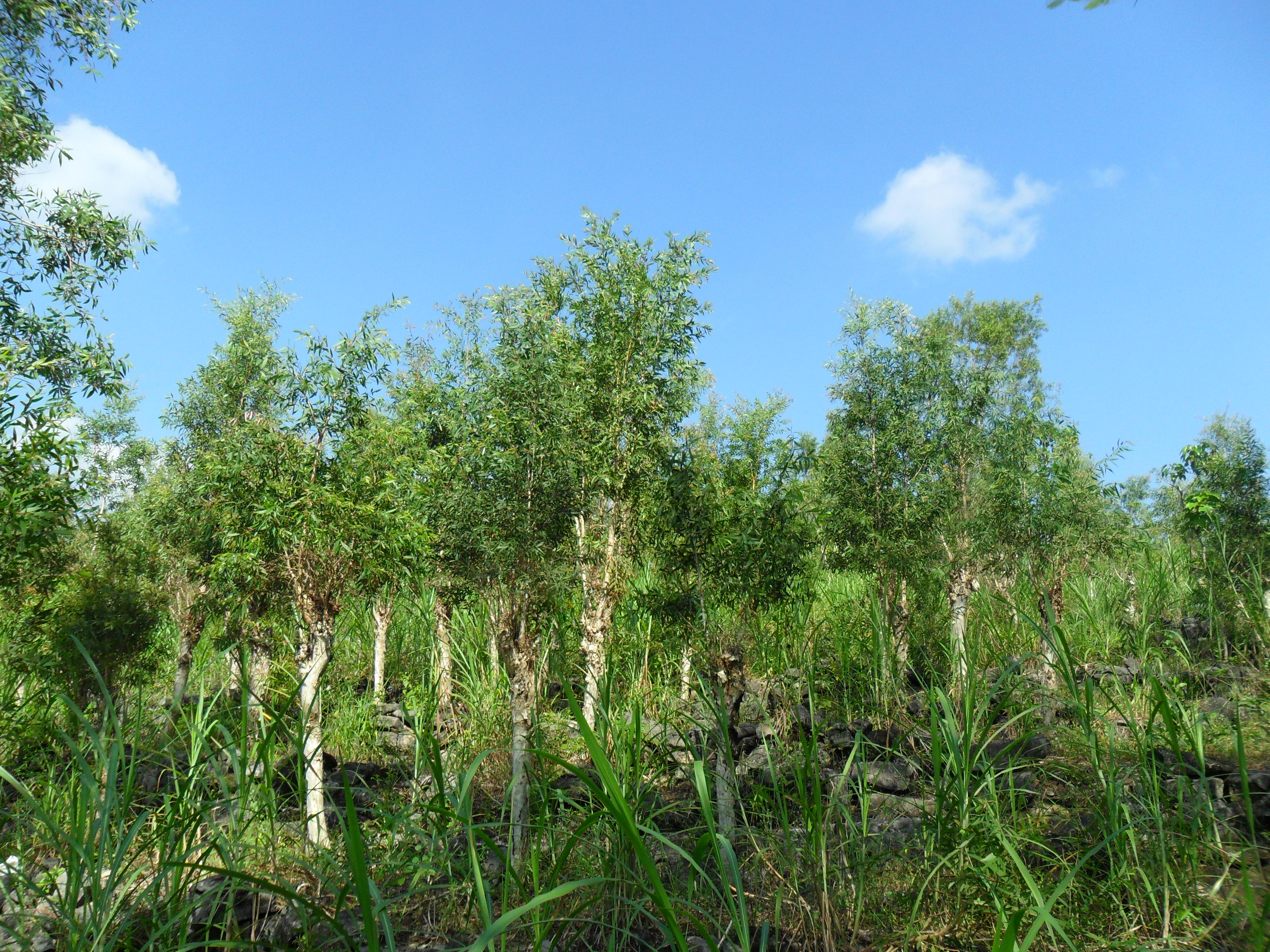 Kayuputih (Melaleuca cajuputi subsp. cajuputi) | Informasi Tanaman Kehutanan